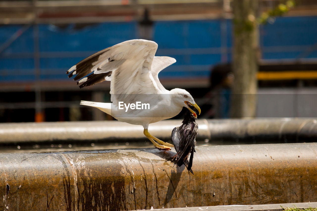 CLOSE-UP OF SEAGULL IN A FLIGHT