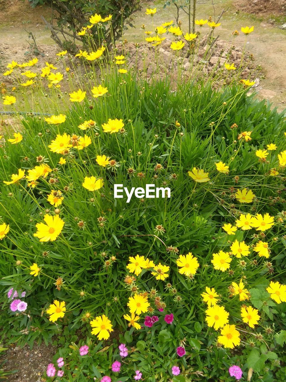 HIGH ANGLE VIEW OF YELLOW FLOWERING PLANTS ON LAND