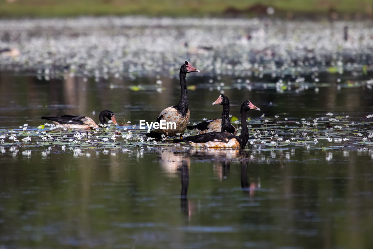 Family of magpie goose on a billabong