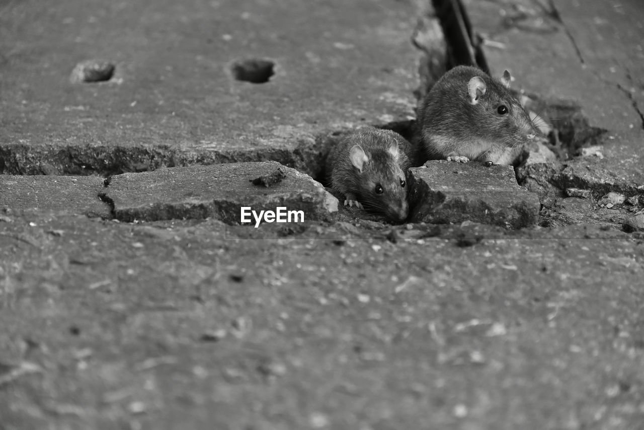 Community mouse in the sewer are live in the big city is very not good hygiene.