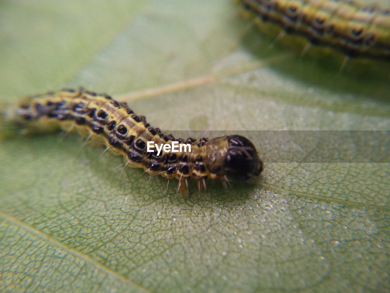 Close-up of caterpillar on leaf