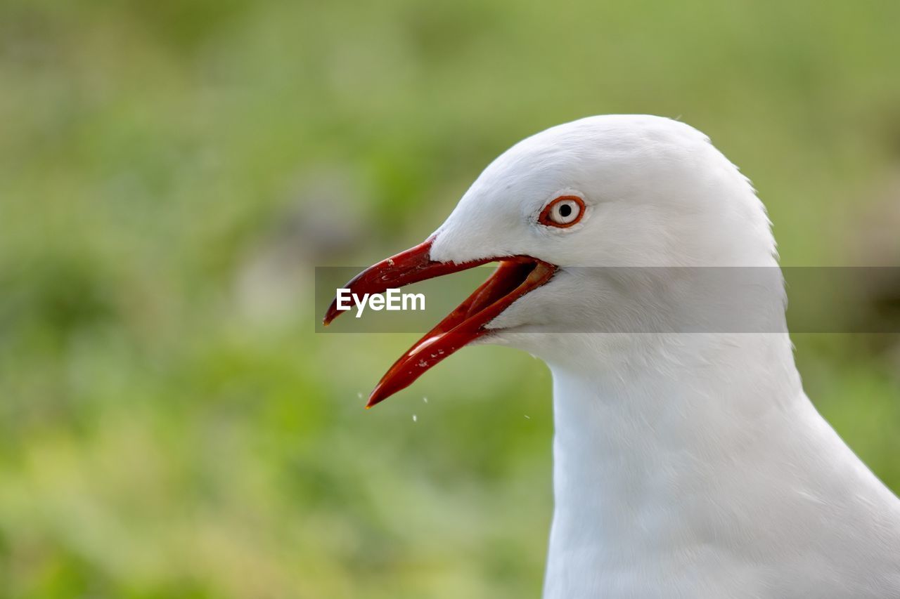 Close-up of a seagull 