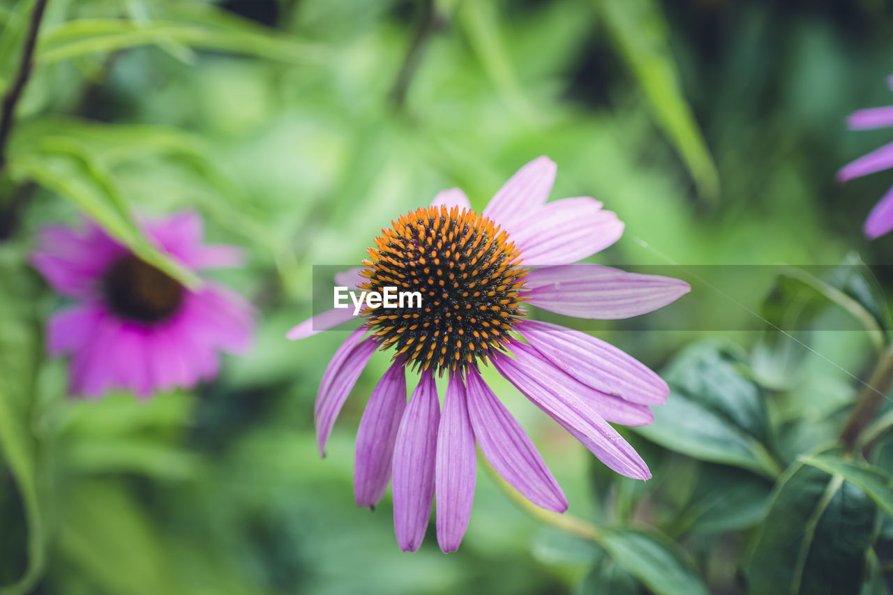 Close-up of purple coneflower blooming outdoors