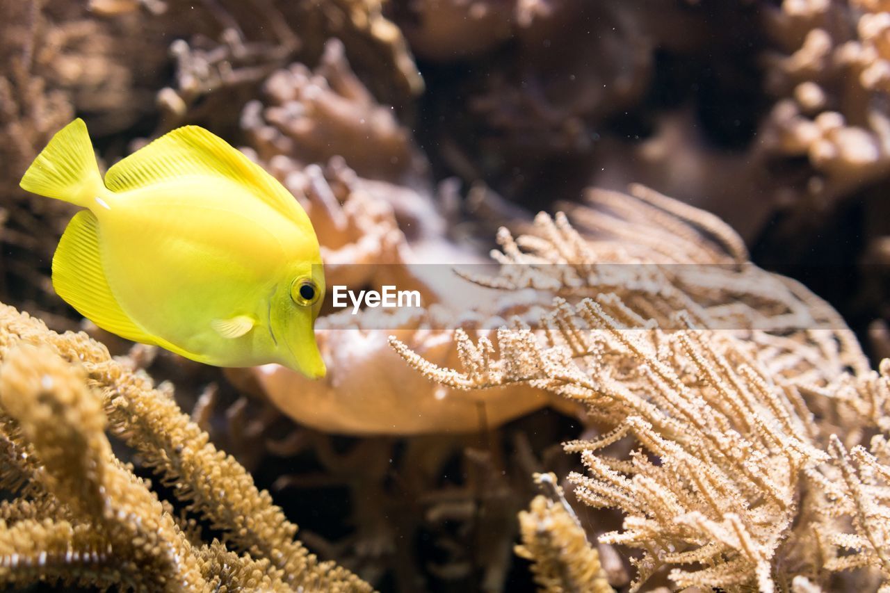 Close-up of yellow fish swimming in sea