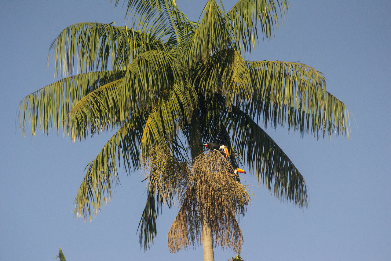 LOW ANGLE VIEW OF PALM TREES AGAINST BLUE SKY