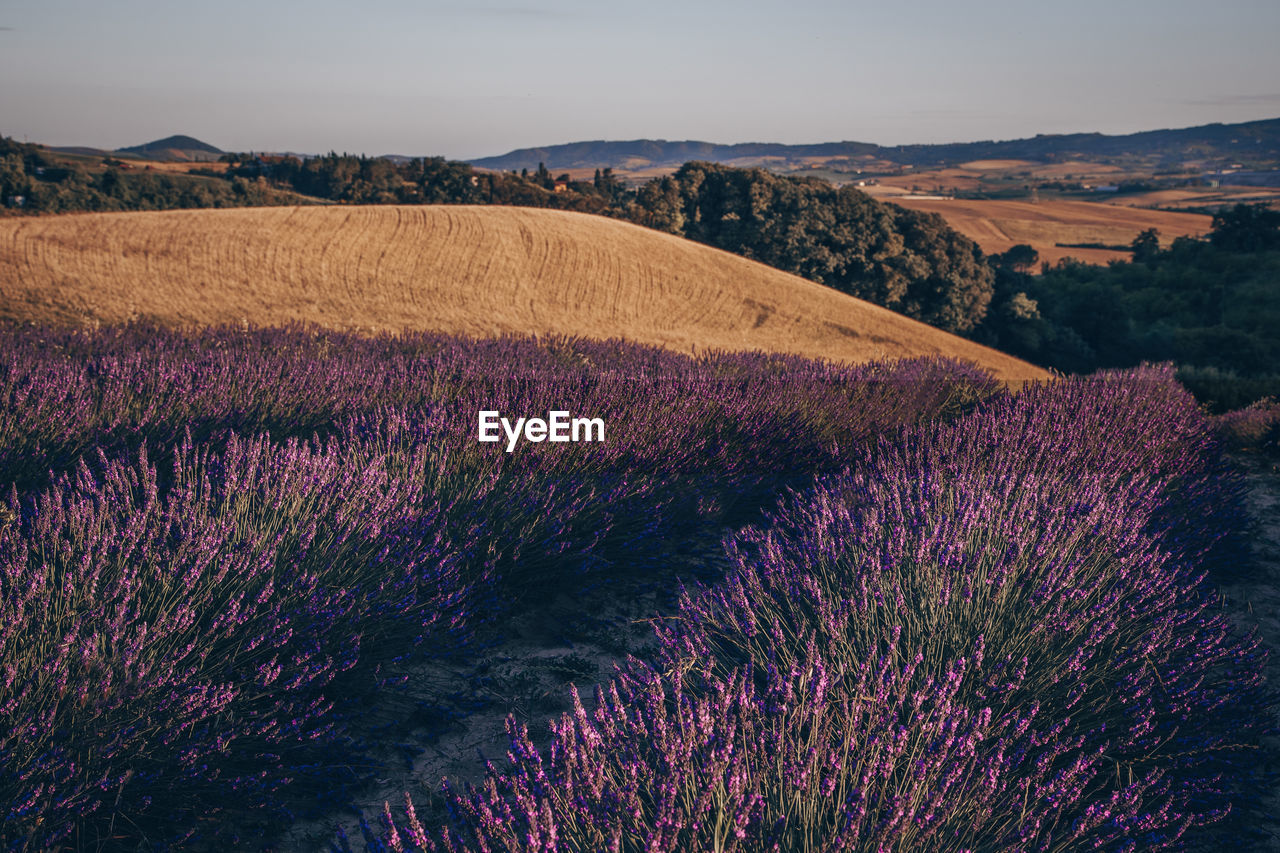 Lavender hill in tuscany