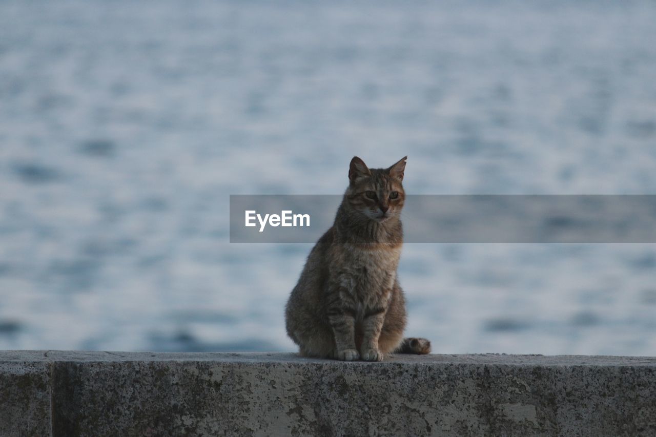 PORTRAIT OF A CAT LOOKING AWAY