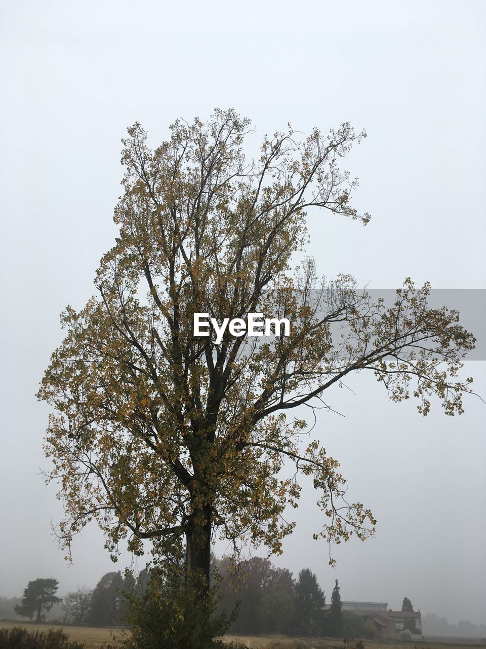 TREE IN PARK AGAINST SKY