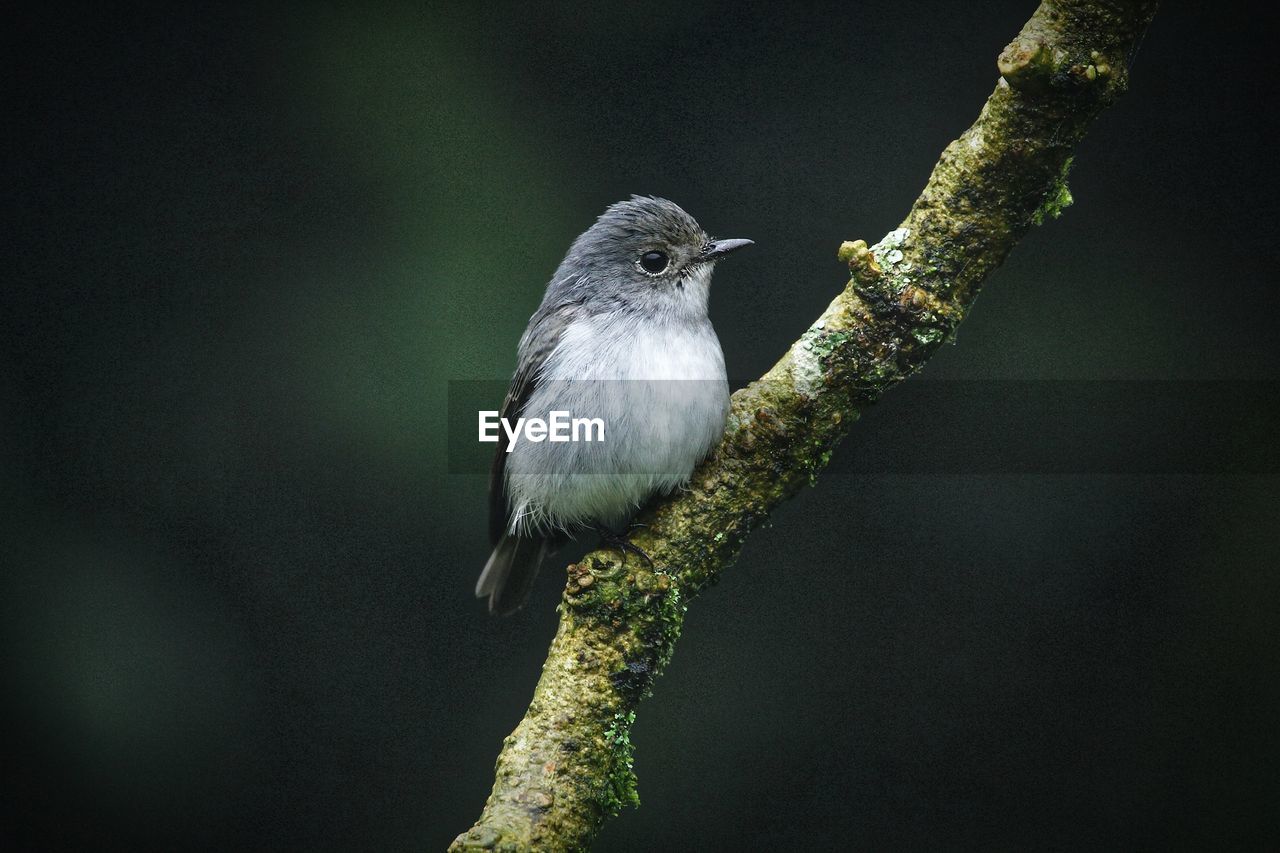 BIRD PERCHING ON A BRANCH