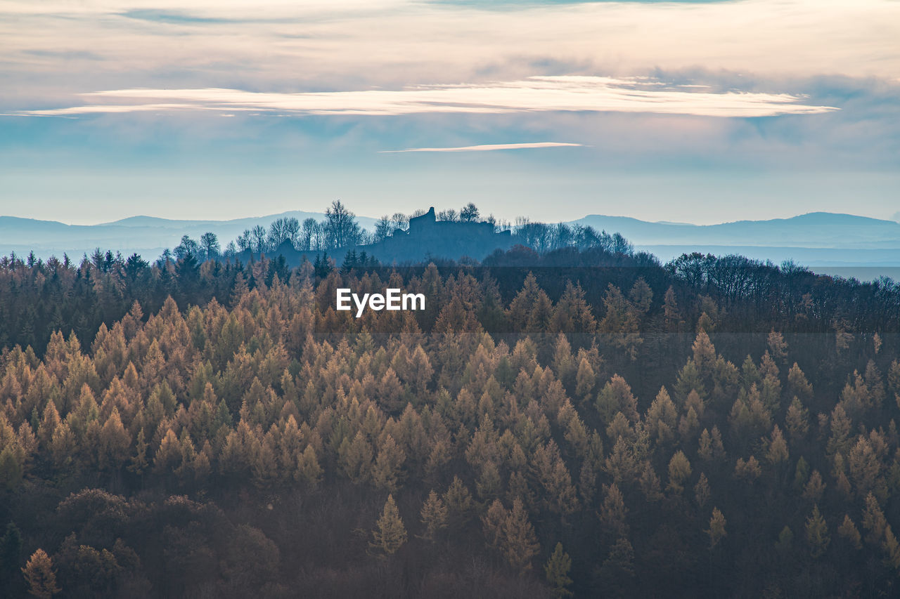 View over an autumn forest in the light of the evening sun. november scene.