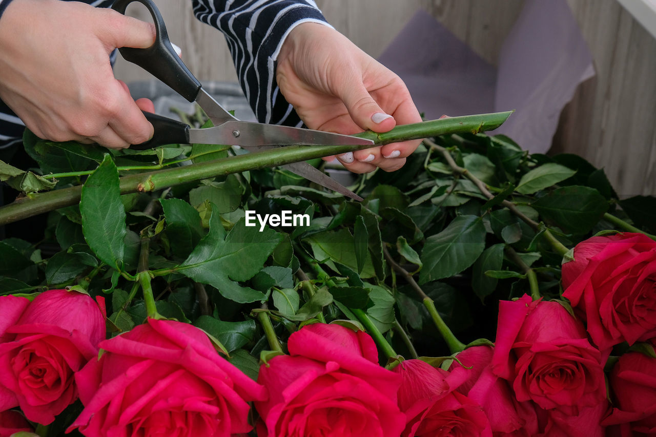 Florist arranging a bouquet from pink roses. close up florist working cutting roses stem 