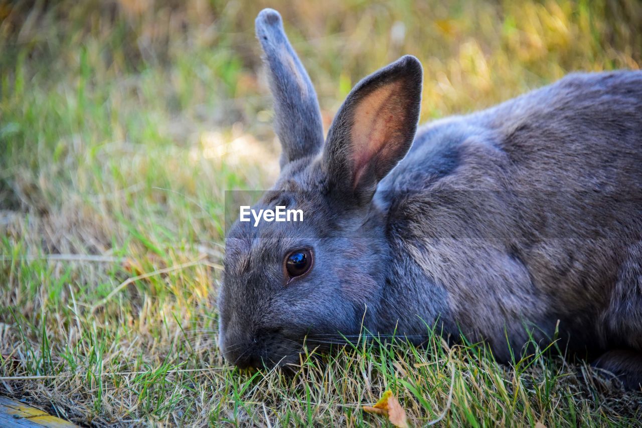 CLOSE-UP OF AN ANIMAL ON FIELD