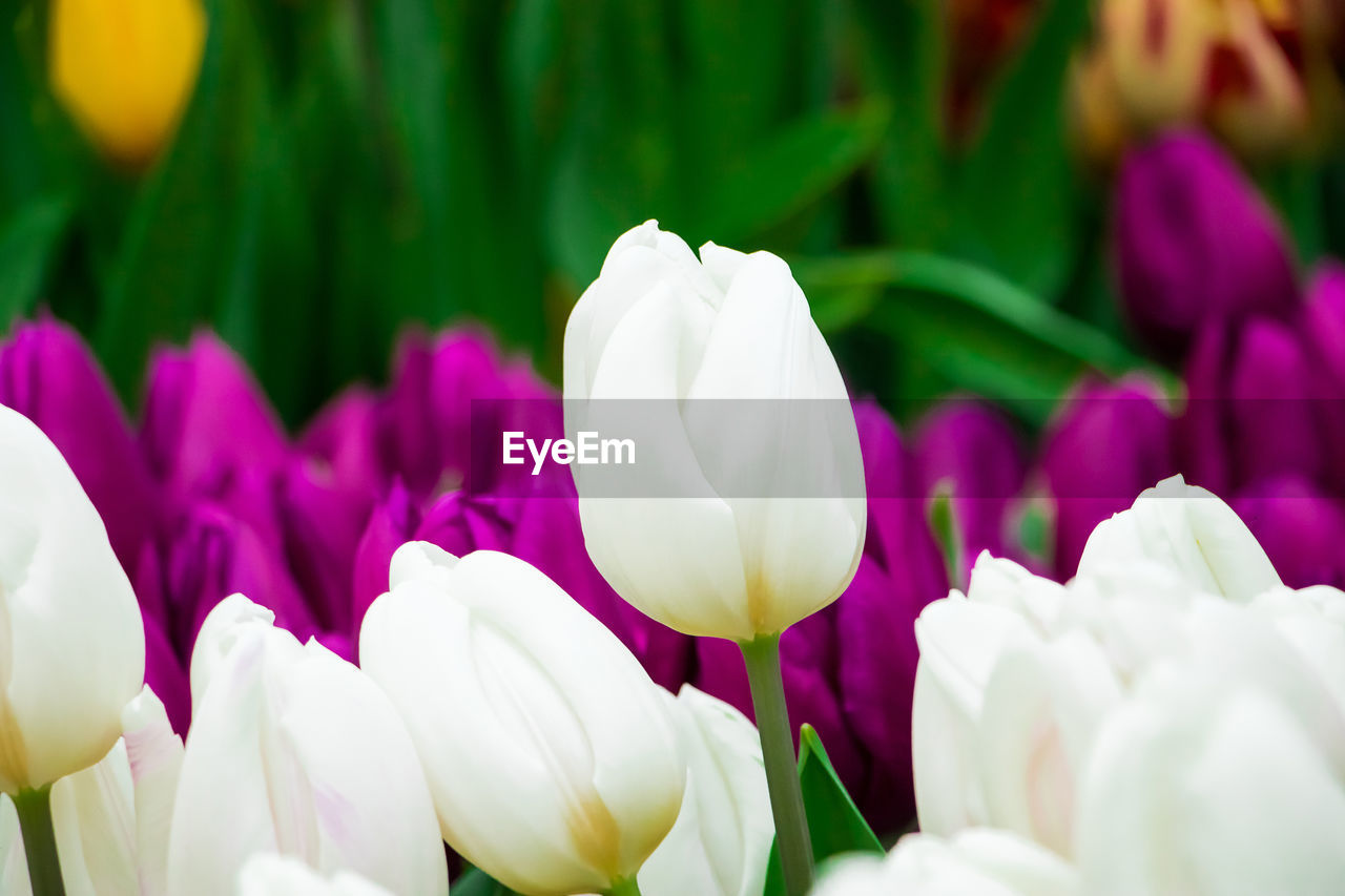 flower, flowering plant, plant, freshness, beauty in nature, petal, close-up, nature, tulip, flower head, fragility, inflorescence, purple, springtime, pink, no people, growth, multi colored, macro photography, white, blossom, crocus, leaf, selective focus, plant part, green, flowerbed, outdoors, focus on foreground, ornamental garden, plant bulb, vibrant color