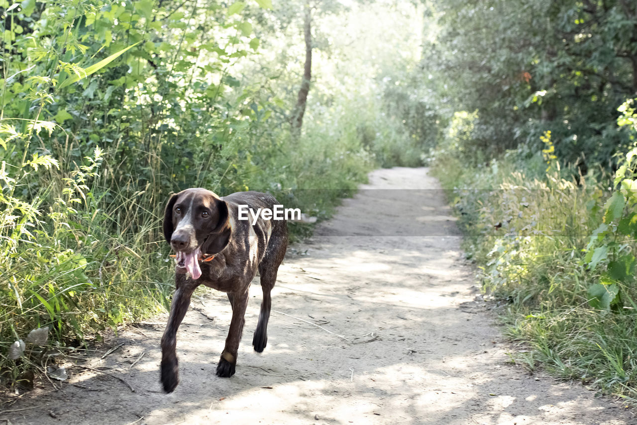 A young hunting dog of the kurz-haar breed runs along a forest path in the park. summer time 