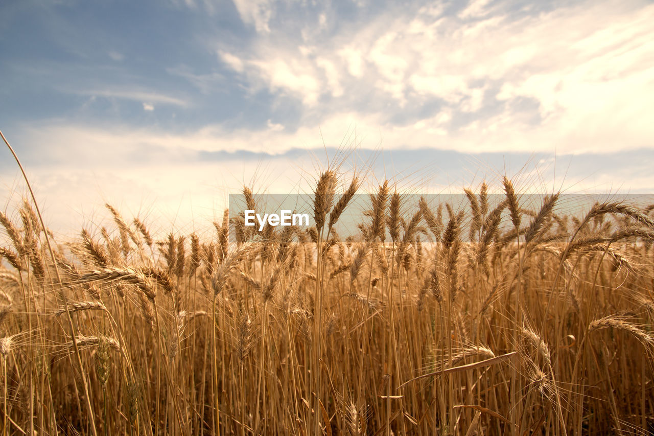 Wheat field against sky