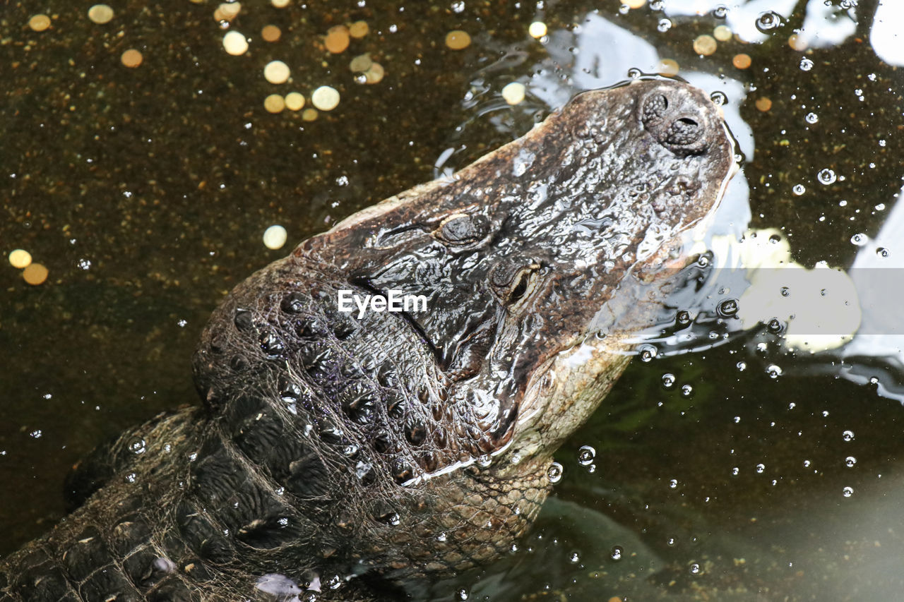 High angle view of crocodile in zoo