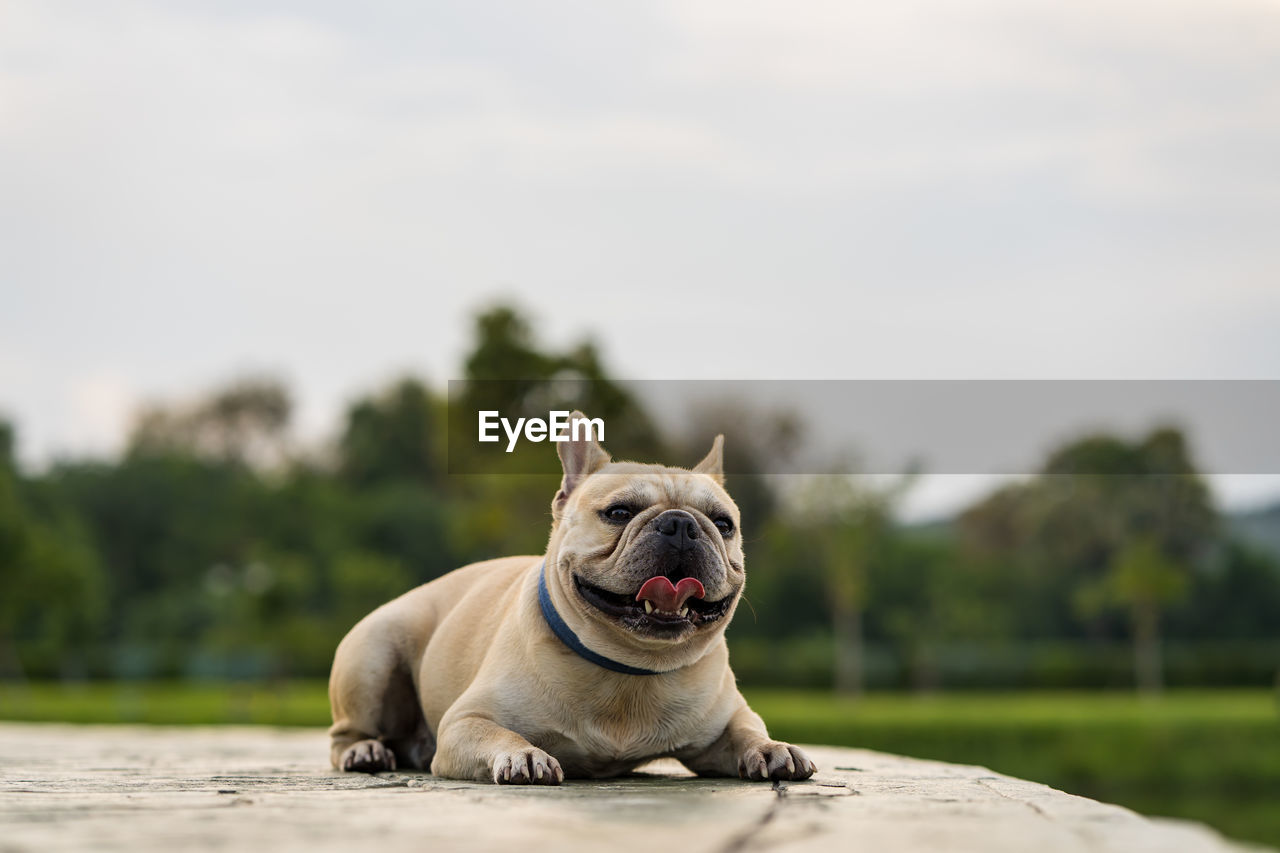 Portrait of a dog looking away