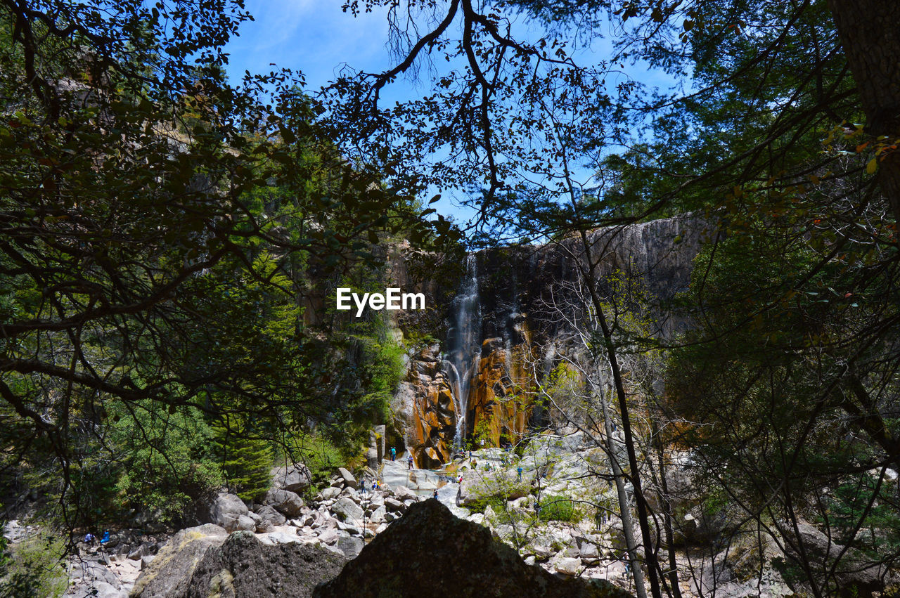 VIEW OF WATERFALL IN FOREST