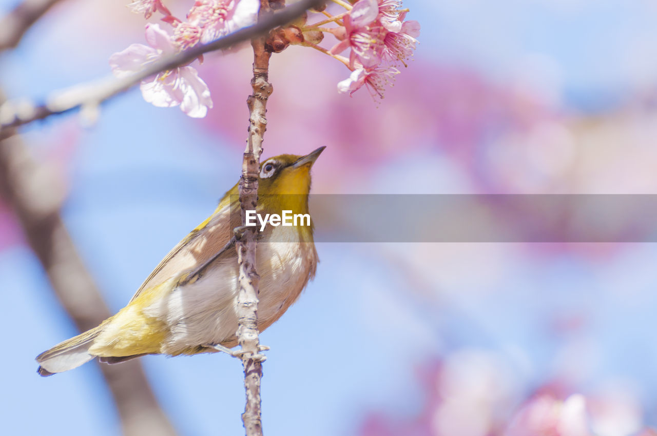 White-eyes and cherry blossoms