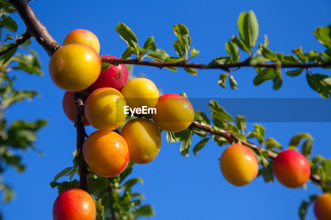 fruit, food and drink, food, healthy eating, tree, plant, nature, sky, freshness, branch, produce, growth, blue, agriculture, leaf, wellbeing, flower, no people, plant part, ripe, clear sky, red, fruit tree, outdoors, sunny, juicy, day, hanging, rose hip, close-up, low angle view, sunlight, crop, organic, shrub, summer, abundance, persimmon, bunch, group of objects