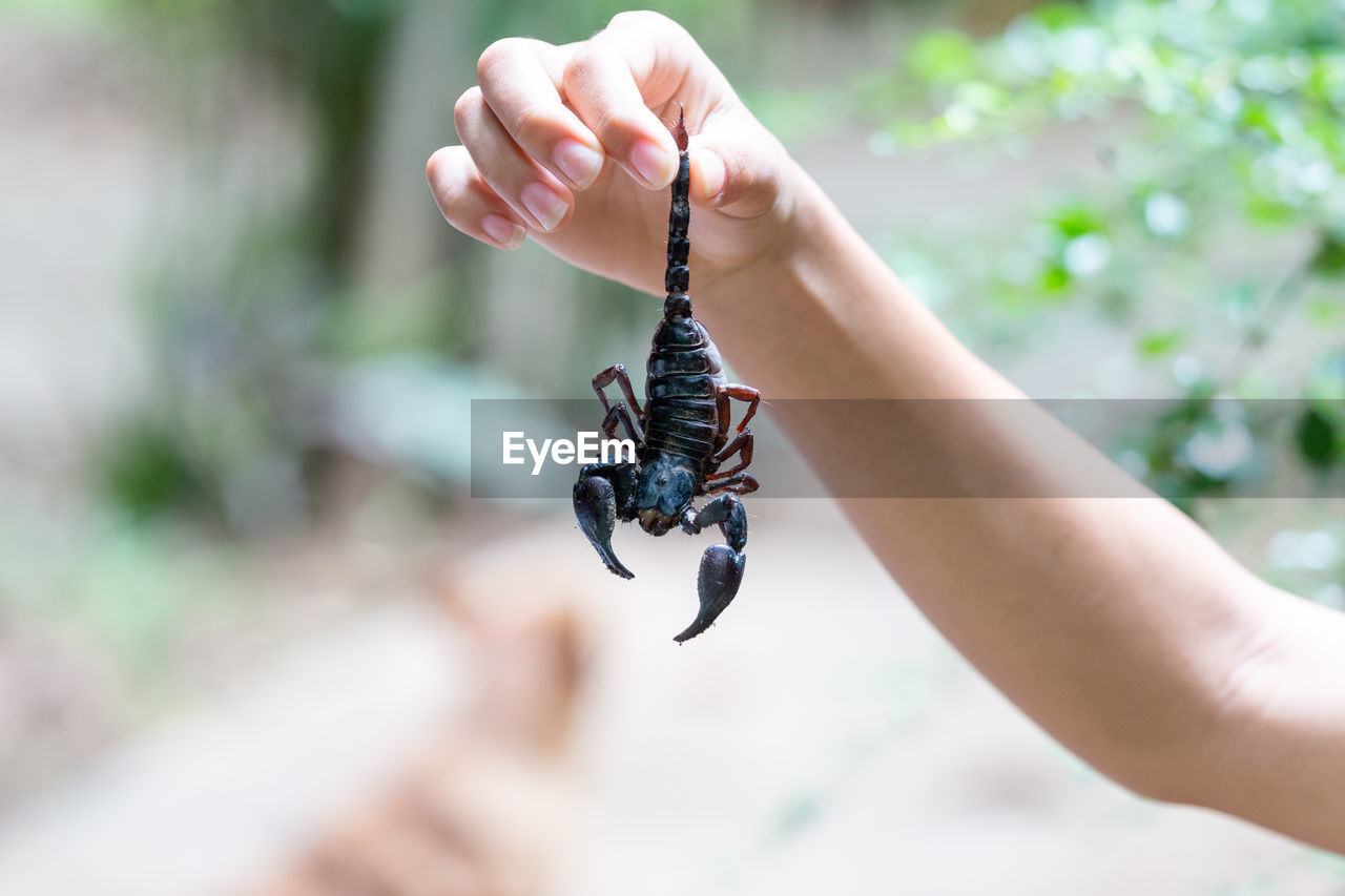 Cropped hand of woman holding plant