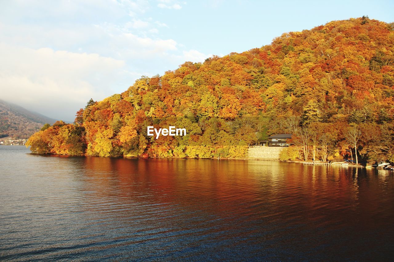 SCENIC VIEW OF RIVER BY TREE AGAINST SKY