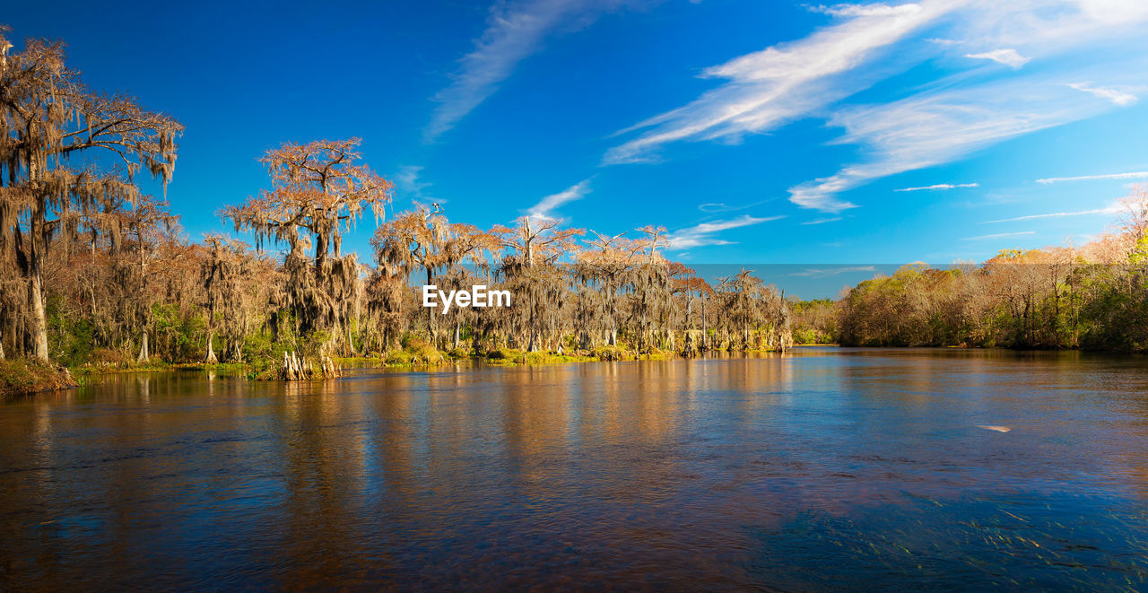 trees by lake against sky