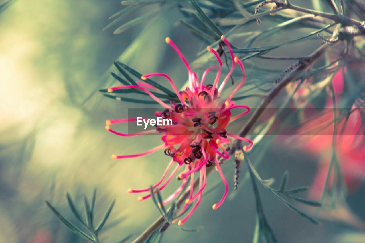 Close-up of pink flowering plant