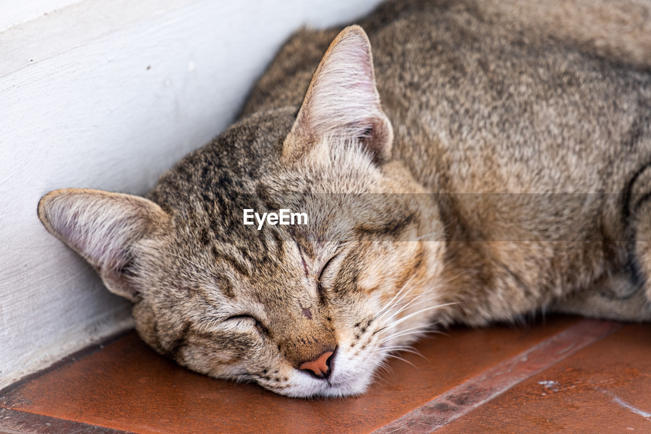 CLOSE-UP OF TABBY SLEEPING