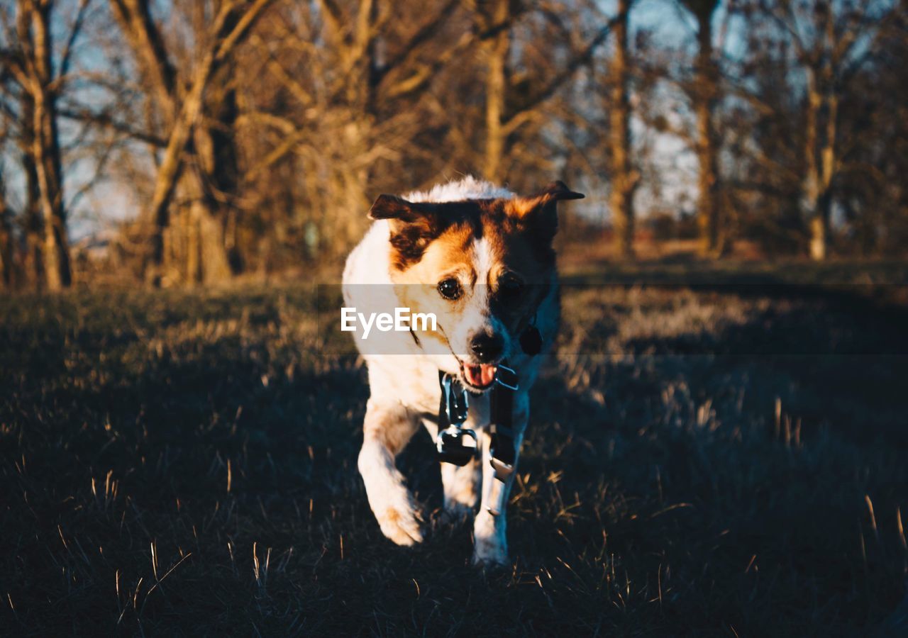 PORTRAIT OF DOG RUNNING ON GRASSLAND