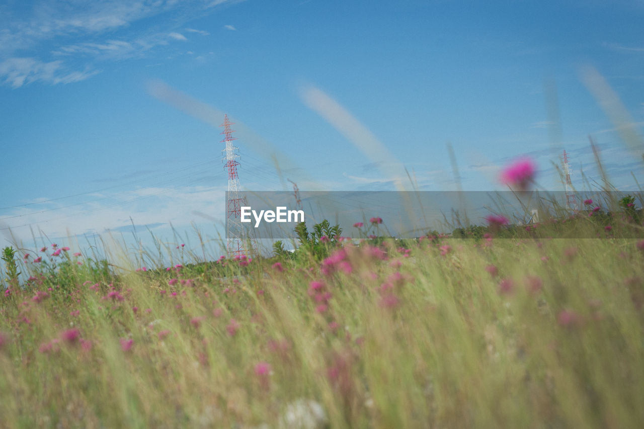 Plants growing on field