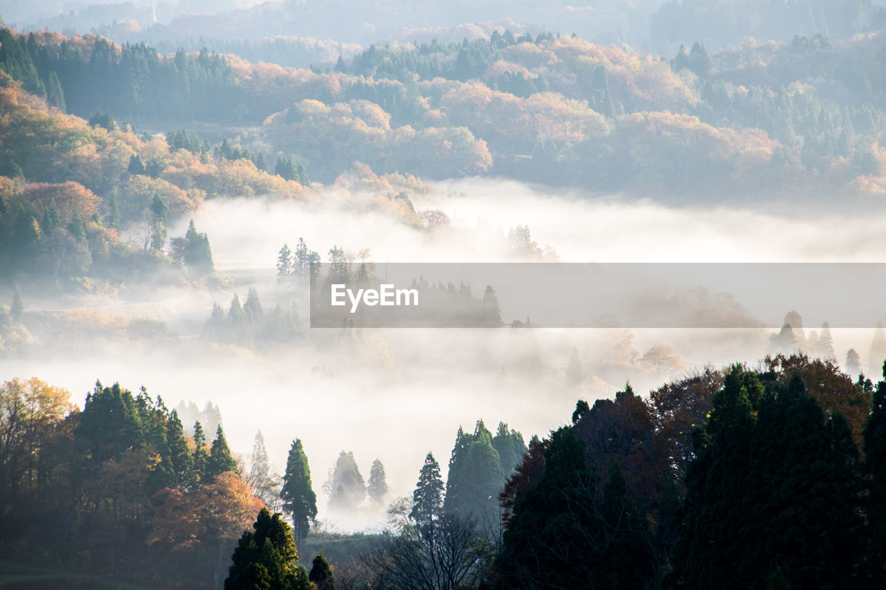 Panoramic view of forest against sky