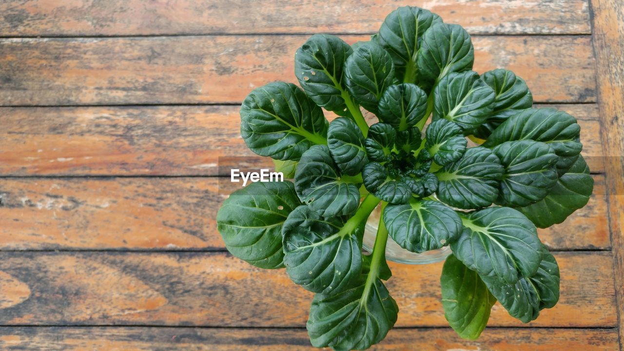 High angle view of house plant