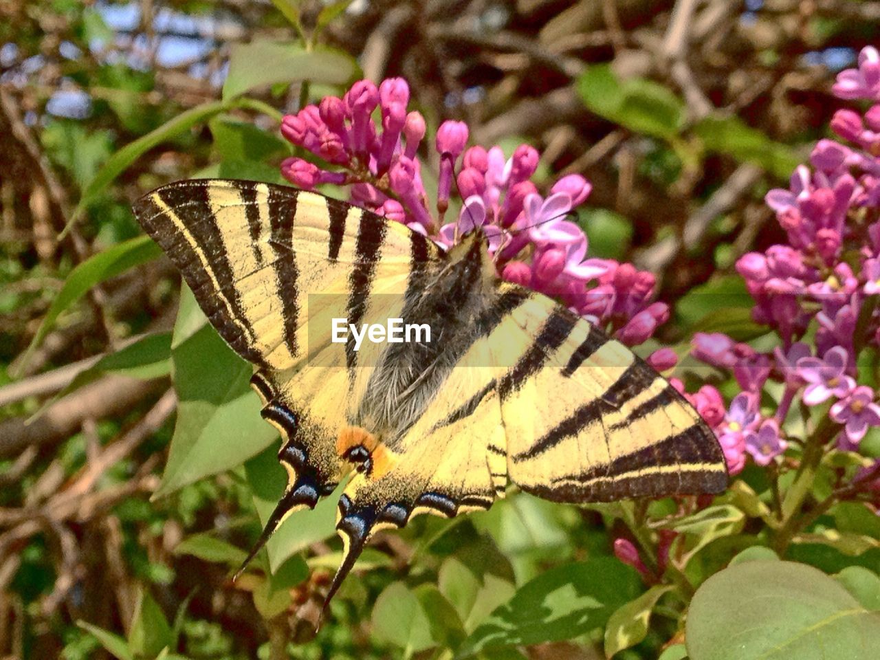 CLOSE-UP OF BUTTERFLY POLLINATING FLOWER