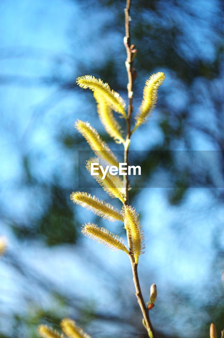 Close-up of plant growing outdoors