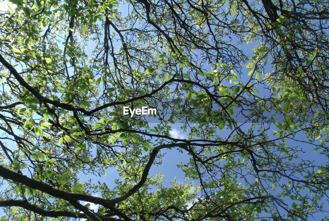 LOW ANGLE VIEW OF TREES AGAINST SKY