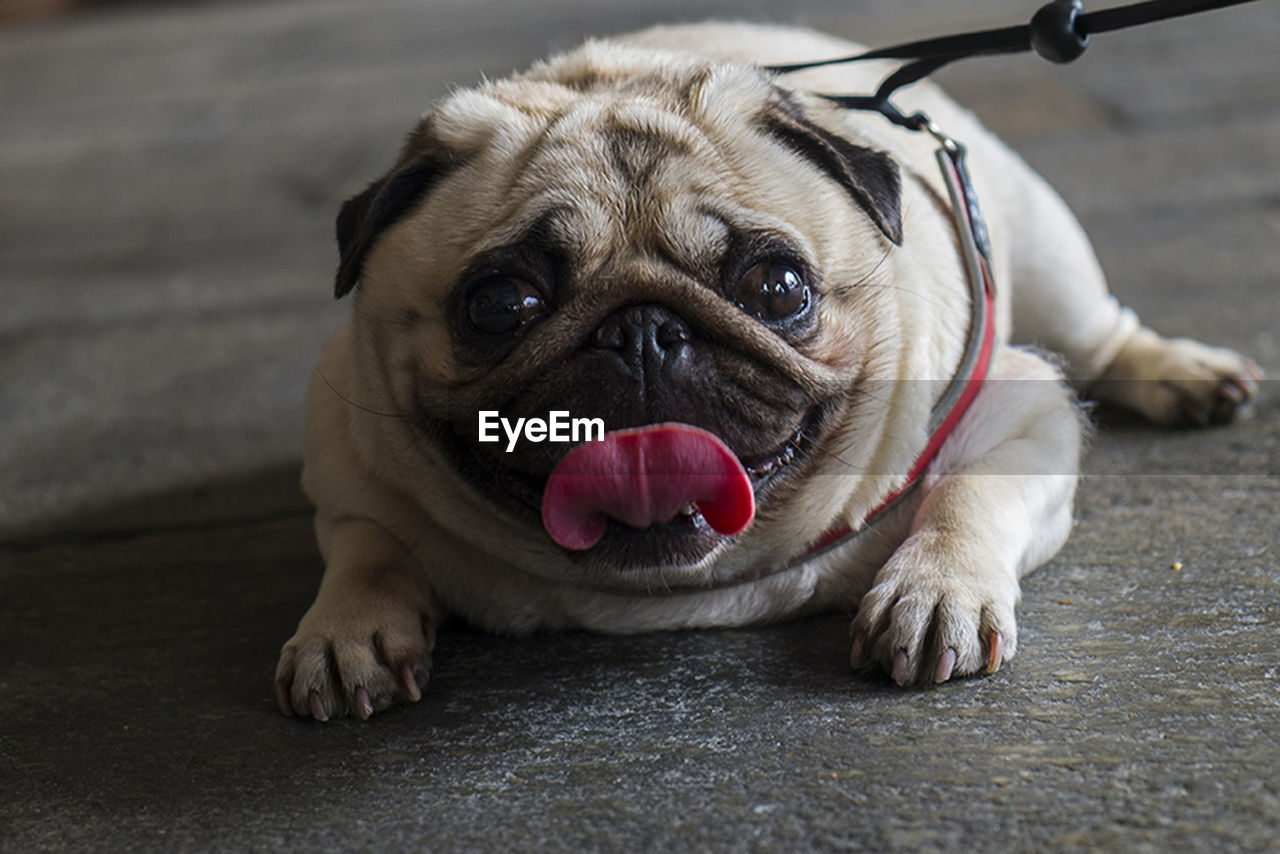 CLOSE-UP PORTRAIT OF DOG