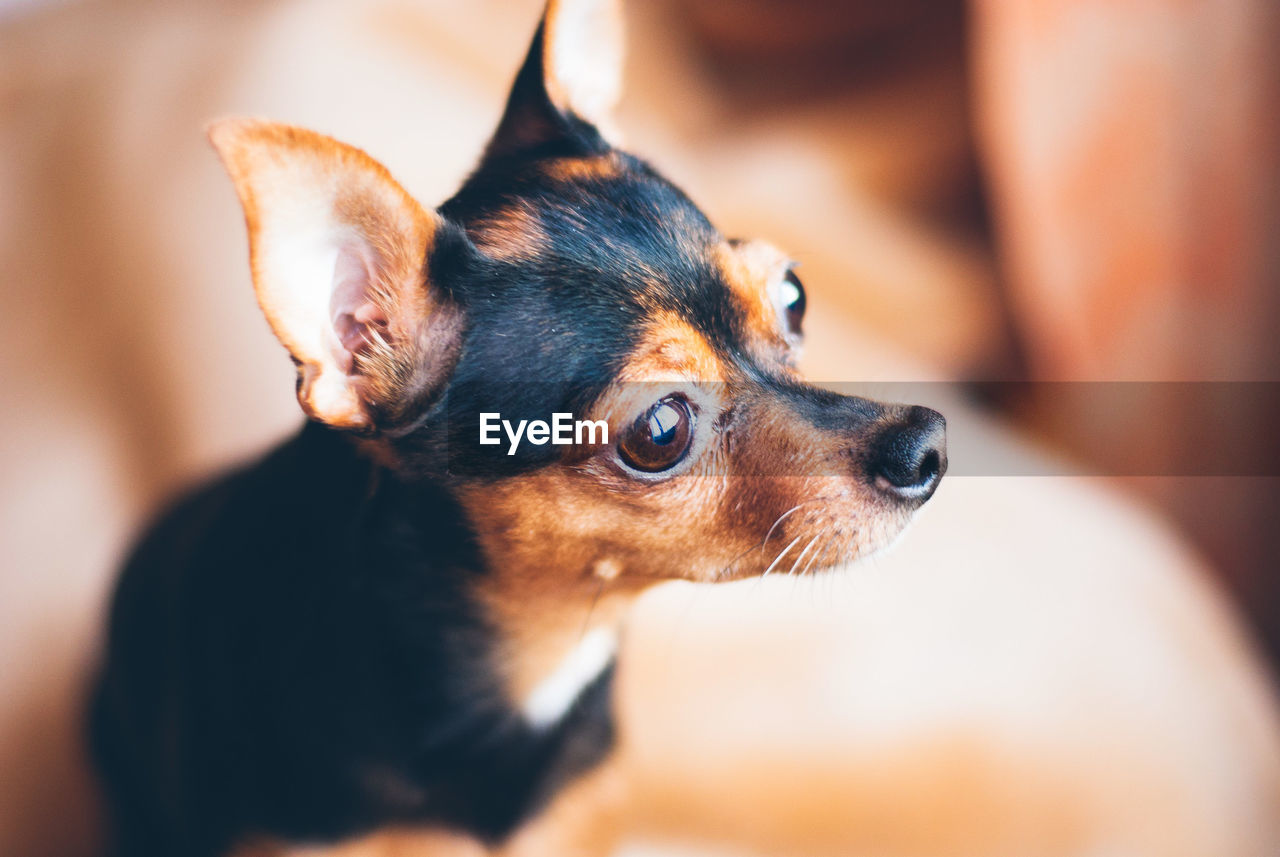 Close-up of a dog looking away