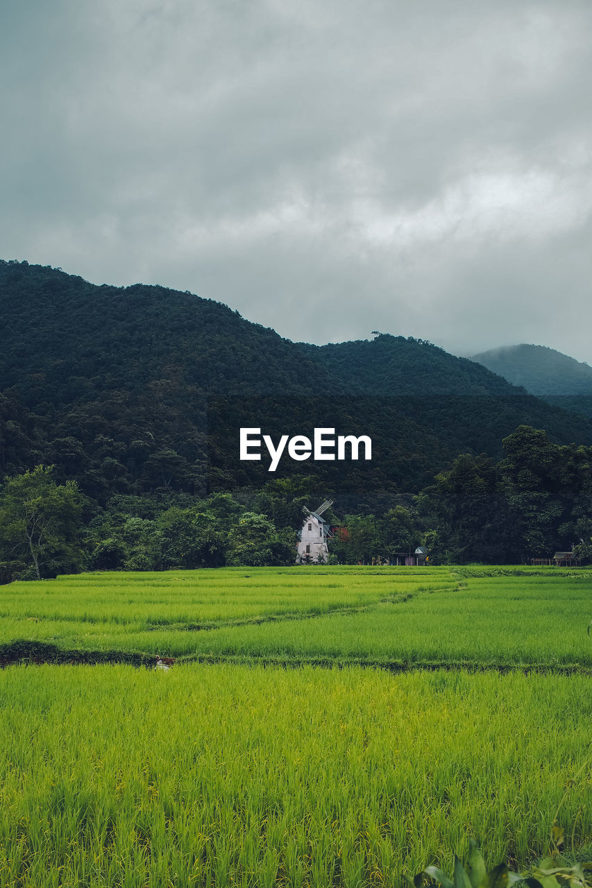 Scenic view of agricultural field against sky
