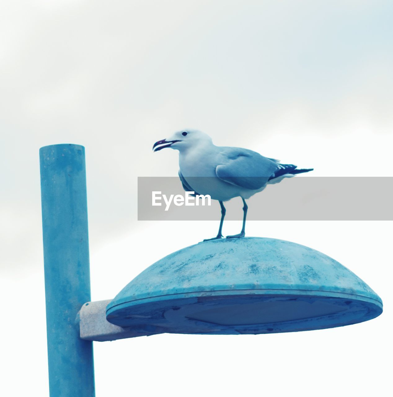 Seagull perching on street light