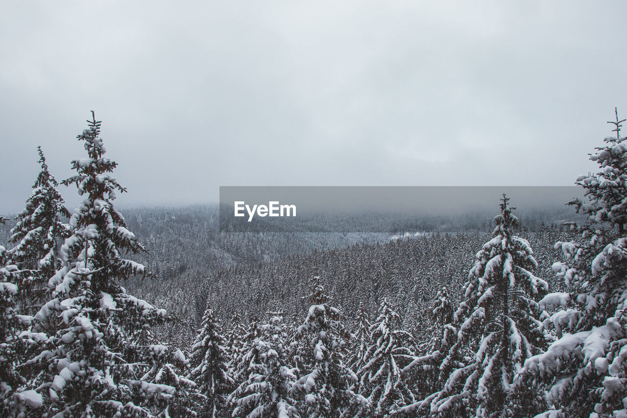 low angle view of trees on snow