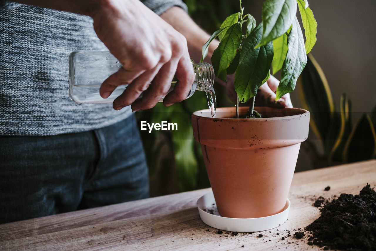 Close-up of man watering avocado plant while standing at home