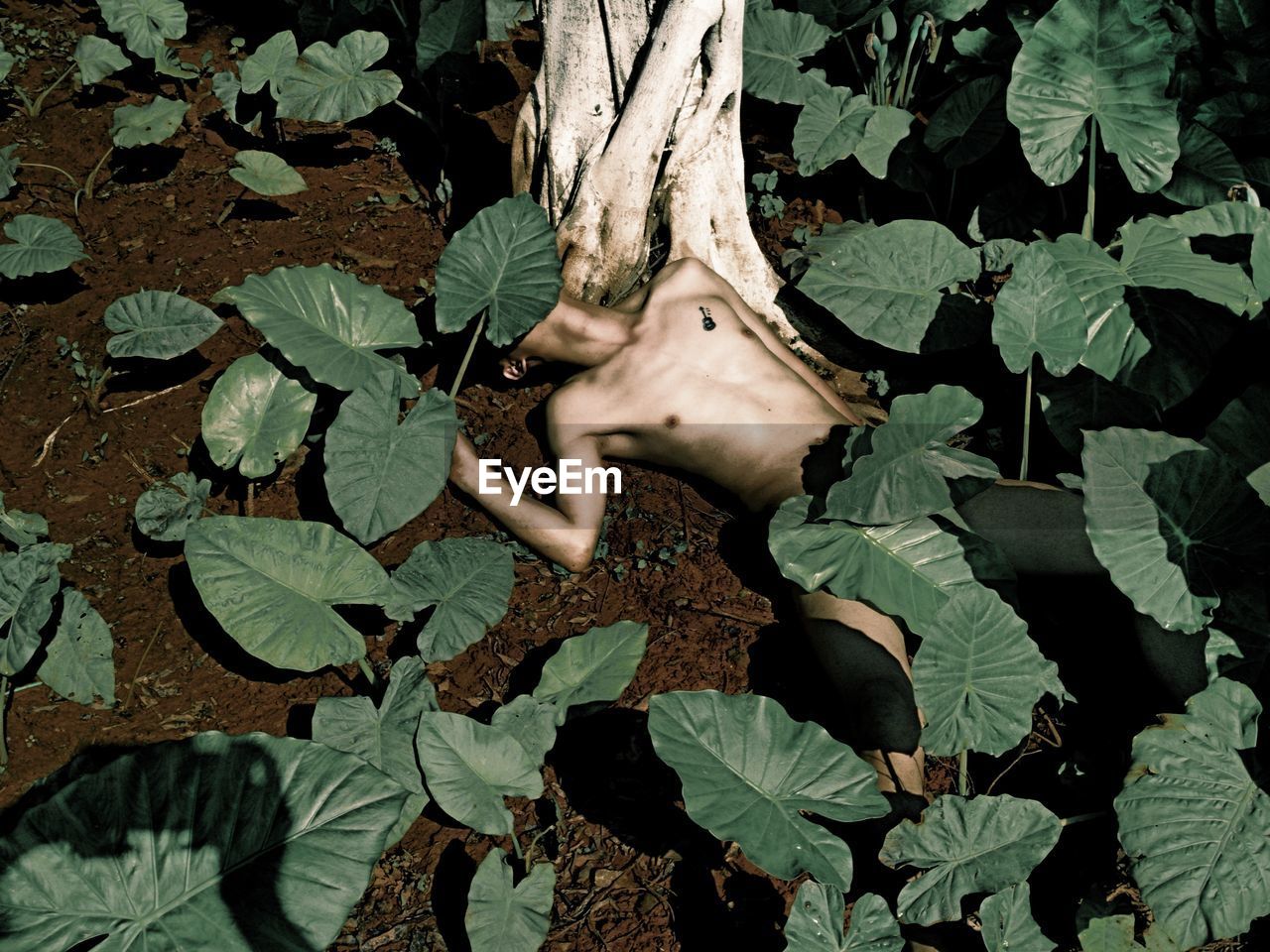 High angle view of shirtless man lying down amidst leaves on field