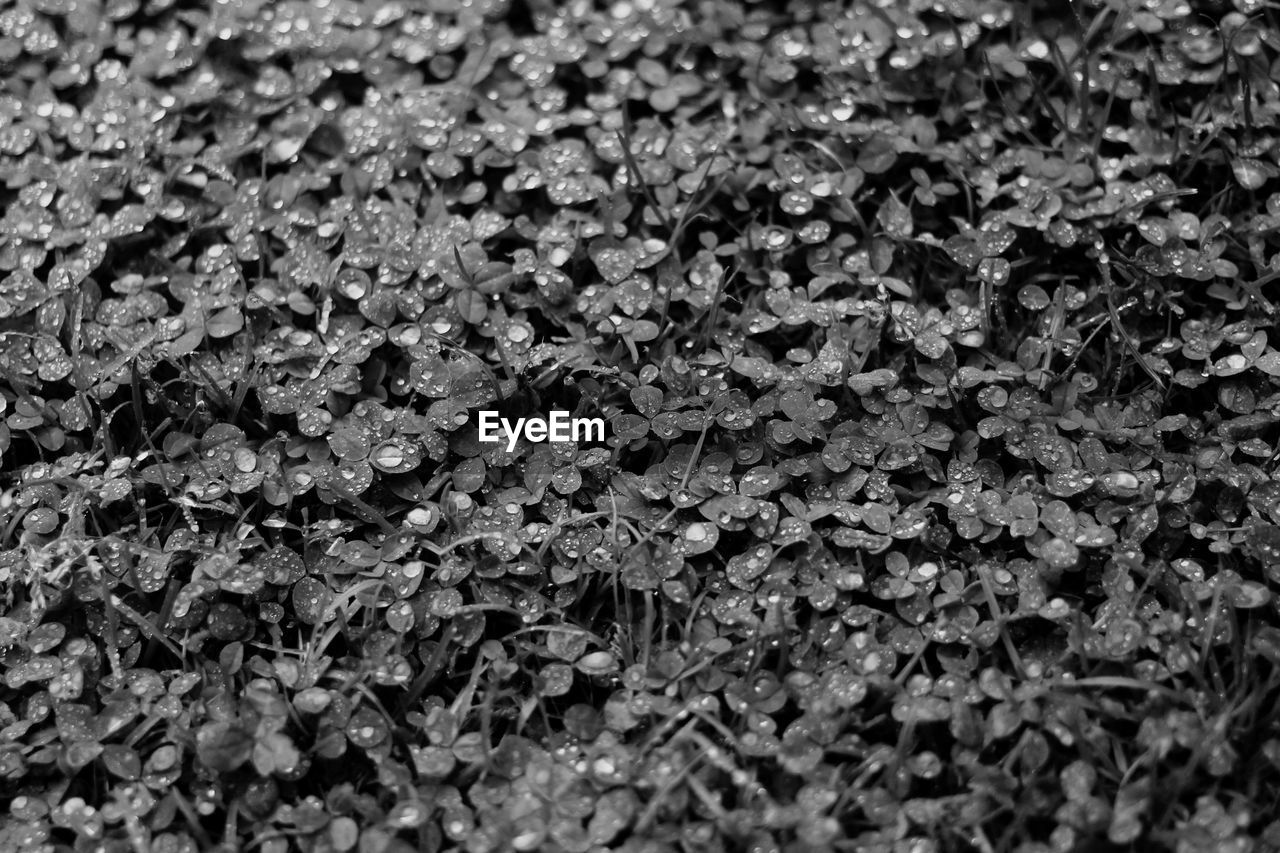 FULL FRAME SHOT OF FRESH LEAVES