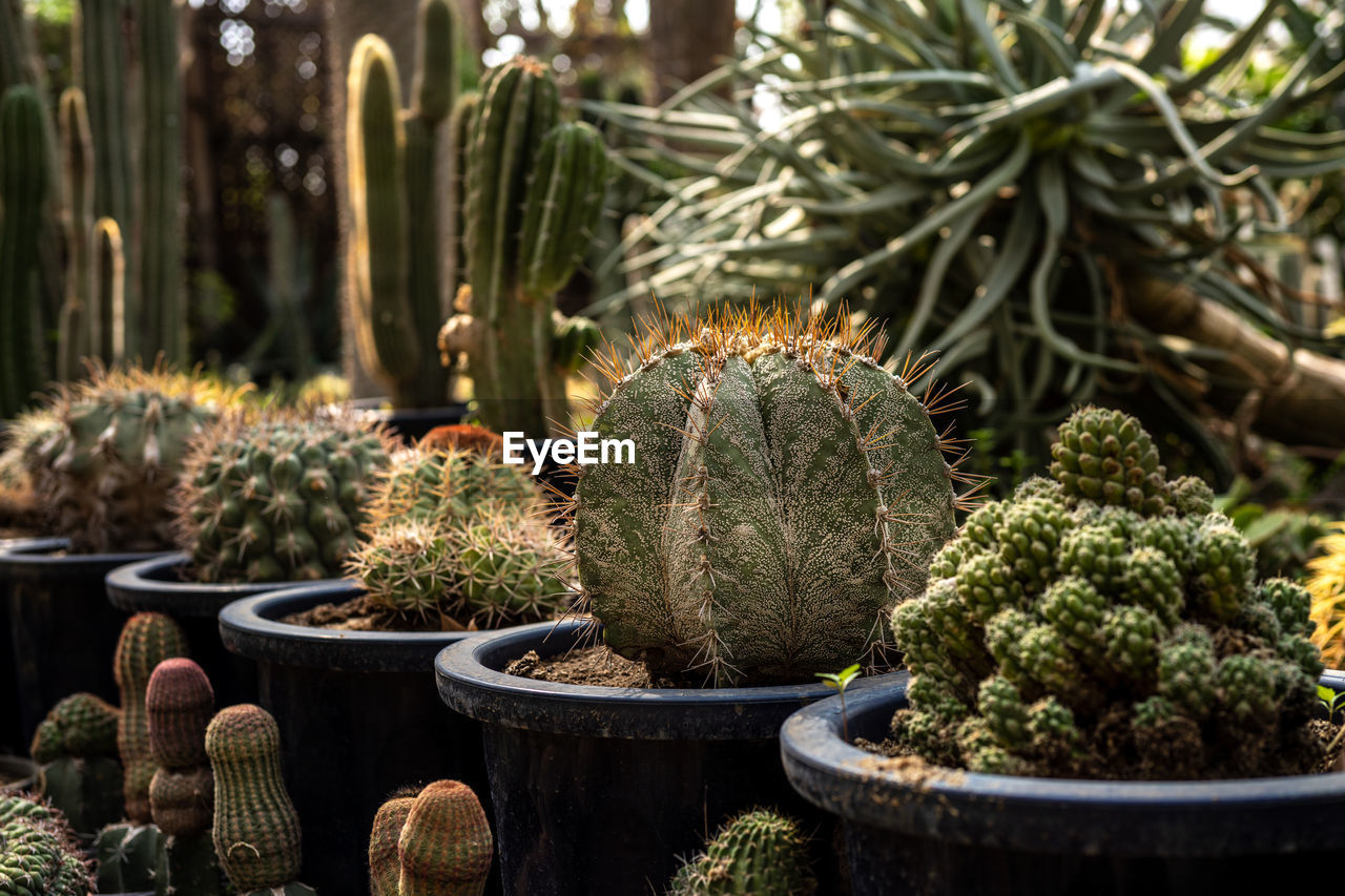 CLOSE-UP OF SUCCULENT PLANTS IN GARDEN