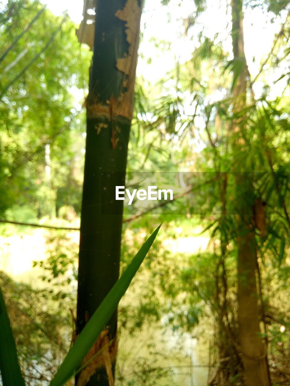 CLOSE-UP OF BAMBOO TREES