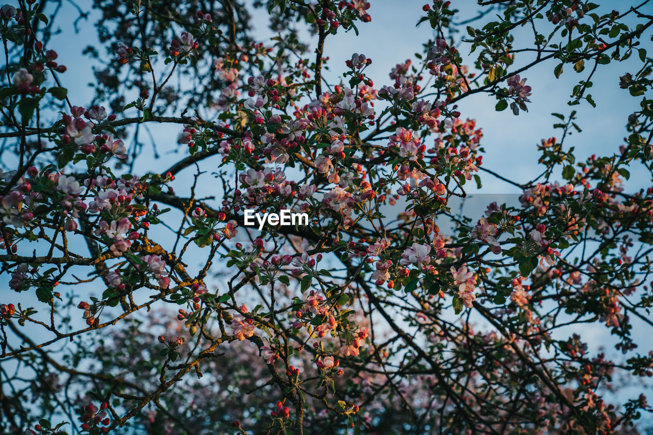 Low angle view of flowering tree