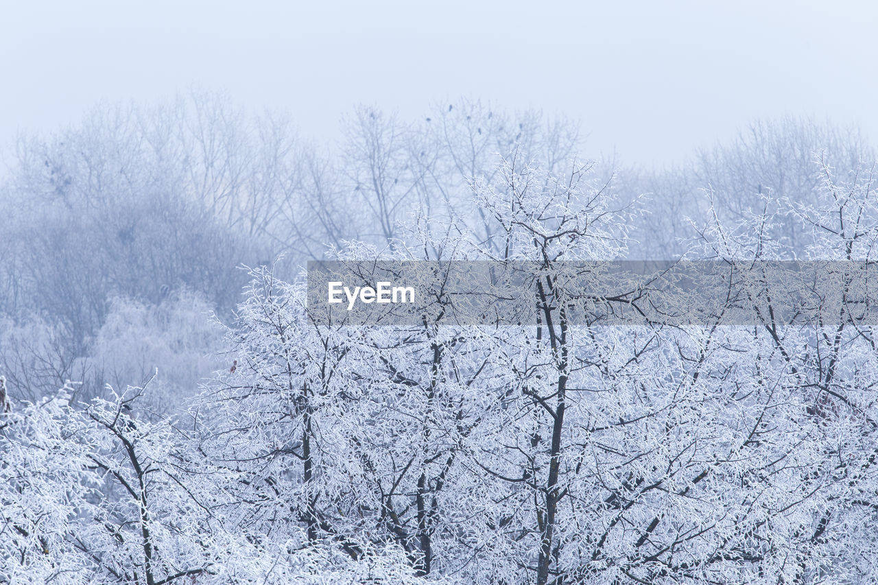 FROZEN BARE TREES ON LAND