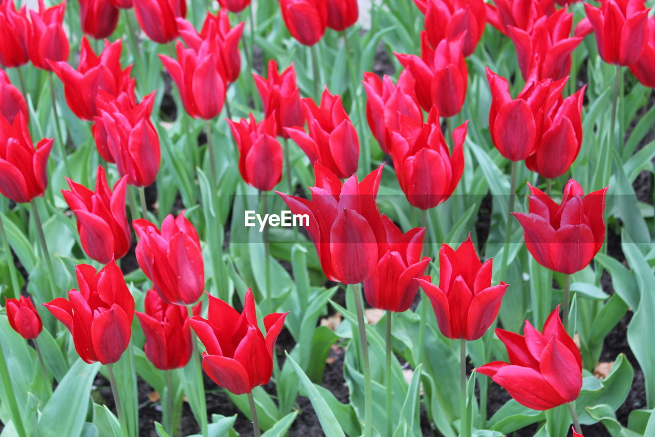Close-up of red tulips blooming outdoors