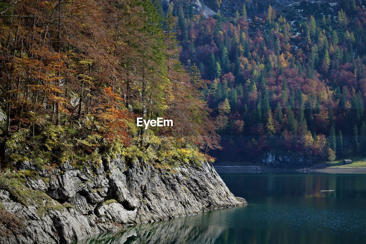 Trees by lake in forest during autumn